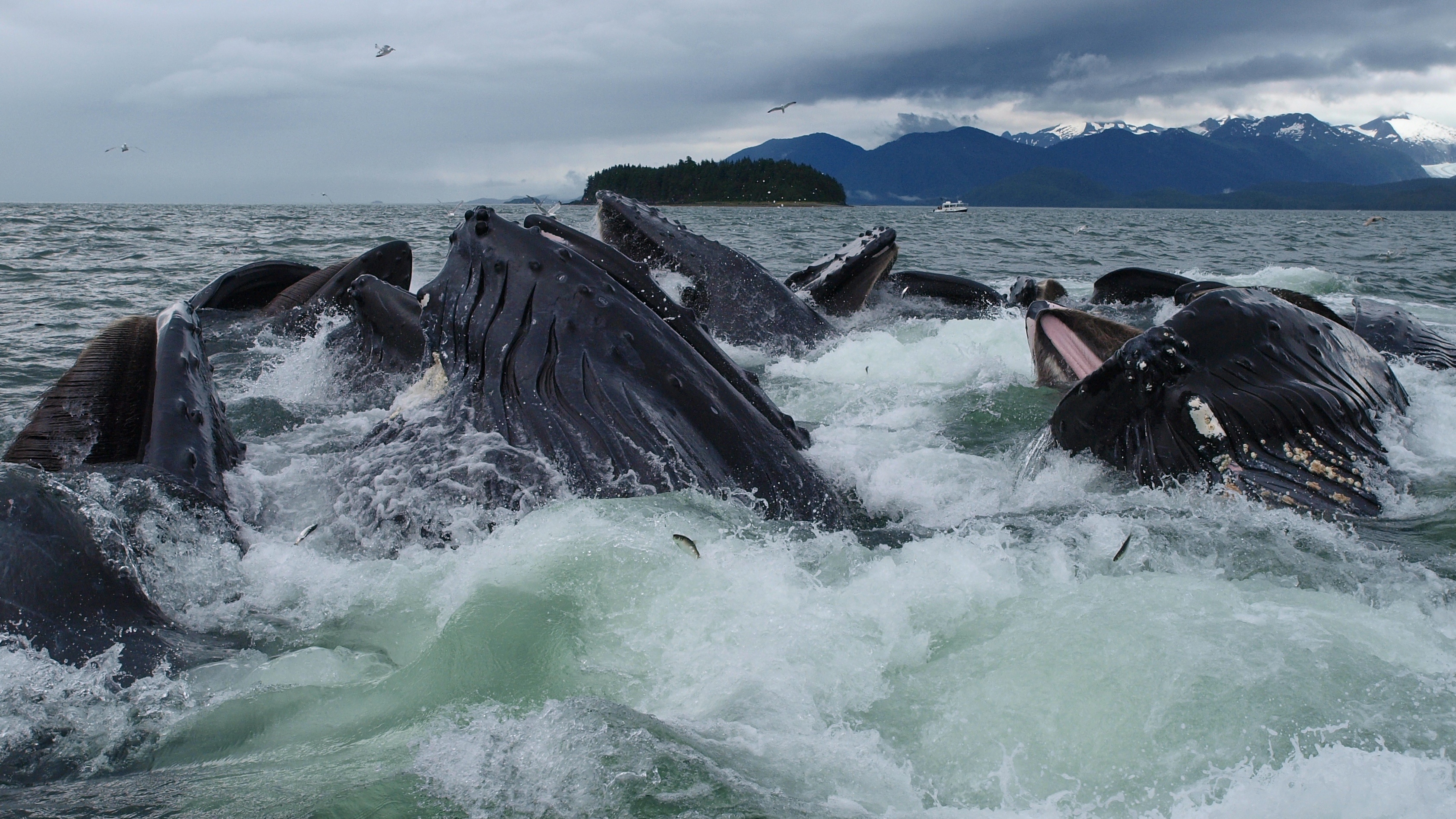 Humpback Whales bubblenet feeding